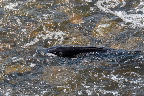 Strugeon Spawning In Spring At The Fox River Dam And Rapids In De Pere, Wisconsin