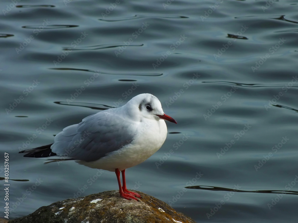 Fototapeta premium ユリカモメ03