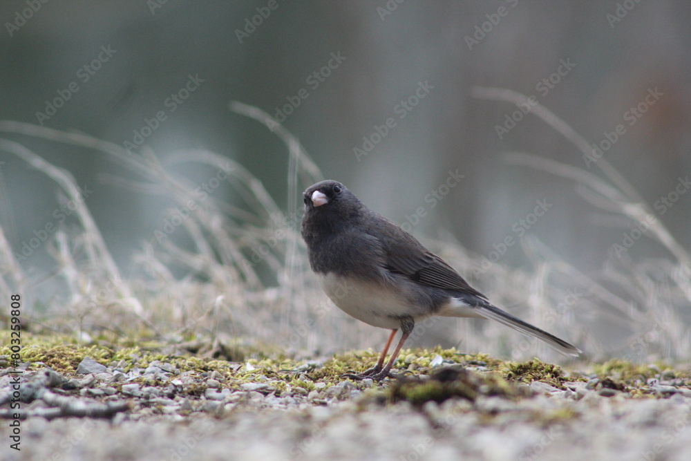 Dark-eyed Junco wondering where the food is Dark-eyed Junco wondering where the food is
