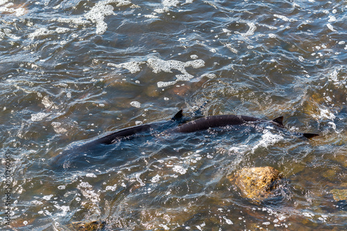 Strugeon Spawning In Spring At The Fox River Dam And Rapids In De Pere, Wisconsin