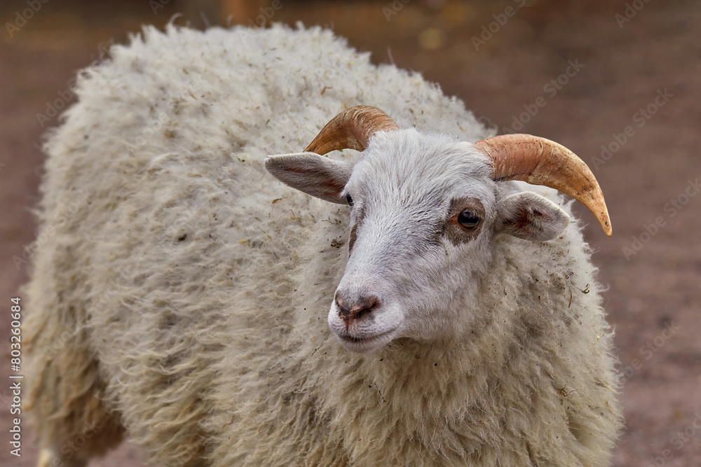 portrait of a pet white horned sheep.. portrait of a pet white horned sheep..