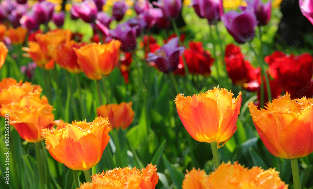 background of many colorful Dutch tulip flowers bloomed in spring background of many colorful Dutch tulip flowers bloomed in spring