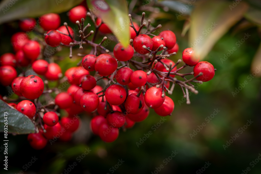 red berries on a branch red berries on a branch