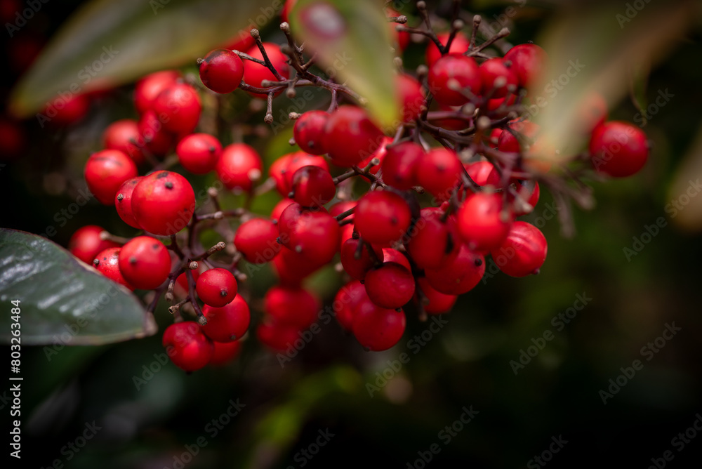 red berries on a branch red berries on a branch
