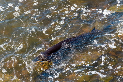 Strugeon Spawning In Spring At The Fox River Dam And Rapids In De Pere, Wisconsin