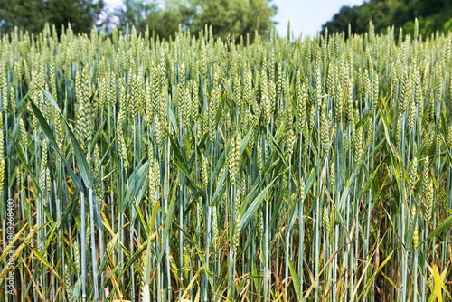campo di grano in maturazione