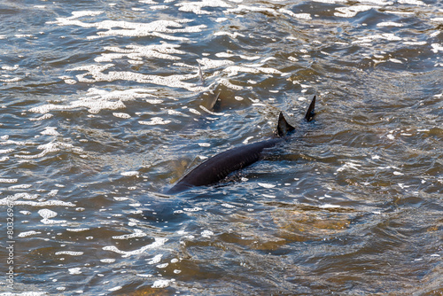 Strugeon Spawning In Spring At The Fox River Dam And Rapids In De Pere, Wisconsin