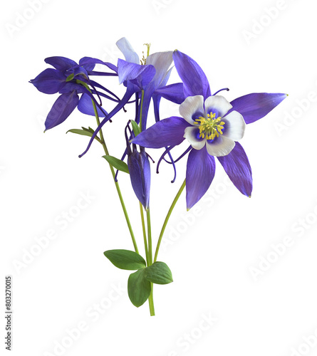 isolated purple aquilegia flower on transparent background