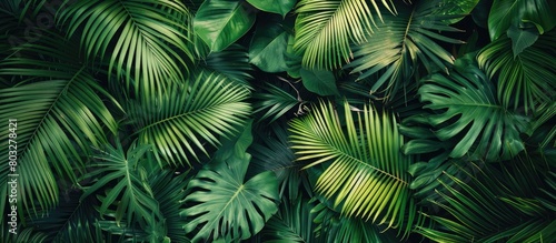 Flat lay view of tropical palm leaves from above