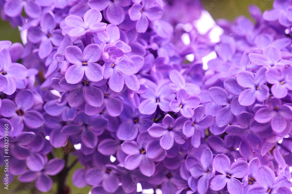A bouquet of blooming lilacs. Beautiful purple petals. Natural background. A bouquet of blooming lilacs. Beautiful purple petals. Natural background.
