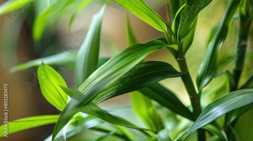 Dracaena Sanderiana  Sander s dracaena  ribbon dracaena  lucky bamboo  curly bamboo  Chinese water bamboo  Goddess of Mercy s plant