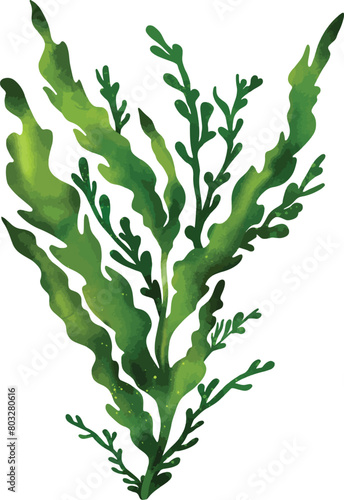 Underwater seaweed spirulina, aquatic marine algae plant Watercolor Illustration