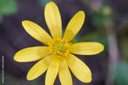 A spring yellow wildflower. Natural background.