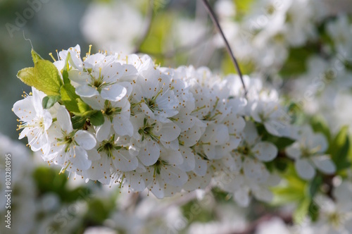 Blooming white bird cherry. It's springtime.