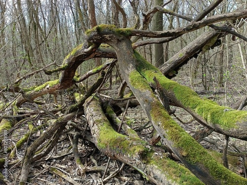 A fallen tree covered with moss.