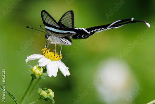 The Green Dragontail butterfly gathering pollen and flying. photo