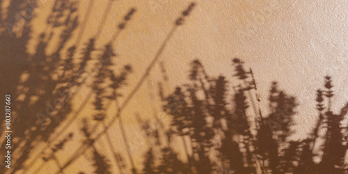 Shadow of a plant on a wall 3d render illustration