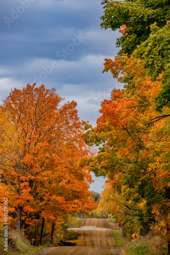 Fall leaves and colours