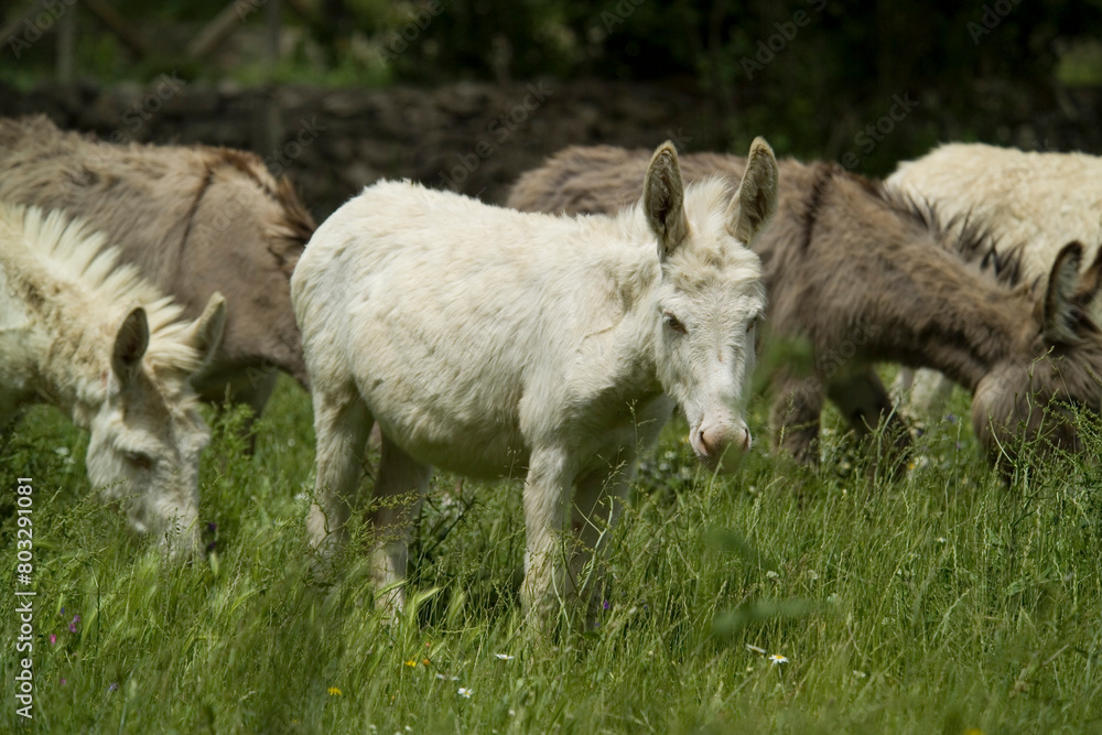 wild albino donkey at Asinara in Sardinia wild albino donkey at Asinara in Sardinia