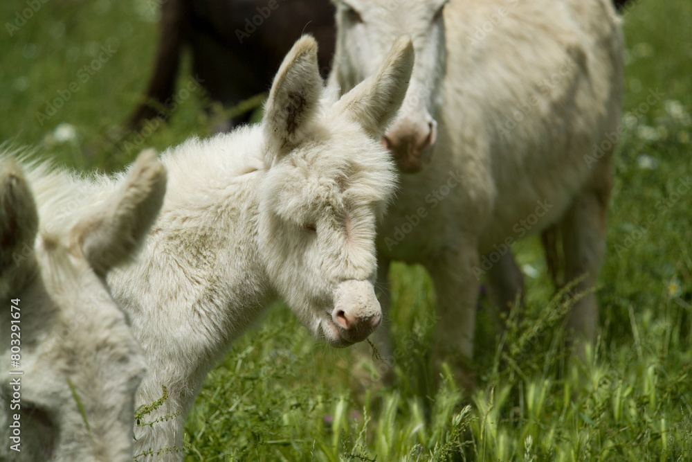 wild albino donkey at Asinara in Sardinia wild albino donkey at Asinara in Sardinia