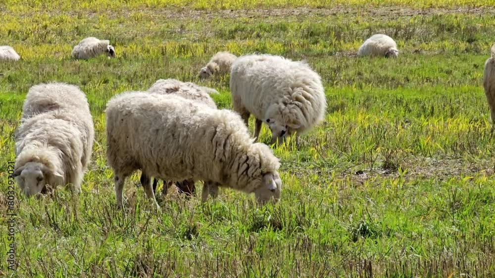 A herd of sheep grazing in a field A herd of sheep grazing in a field