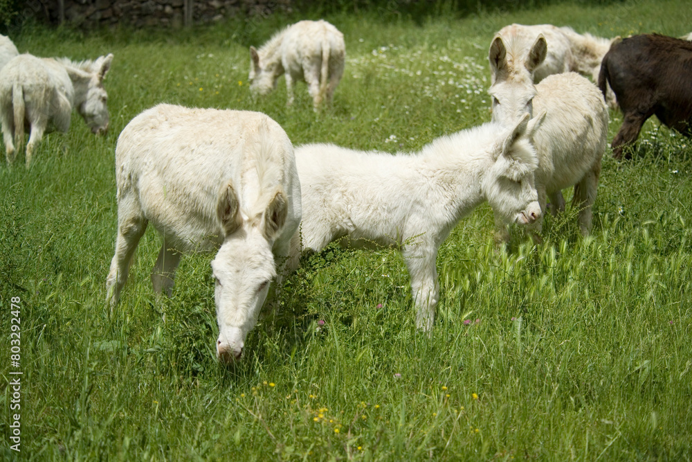 Obraz premium wild albino donkey at Asinara in Sardinia 