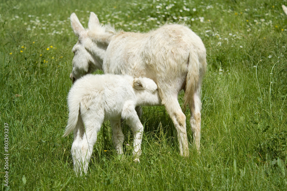 wild albino donkey at Asinara in Sardinia wild albino donkey at Asinara in Sardinia