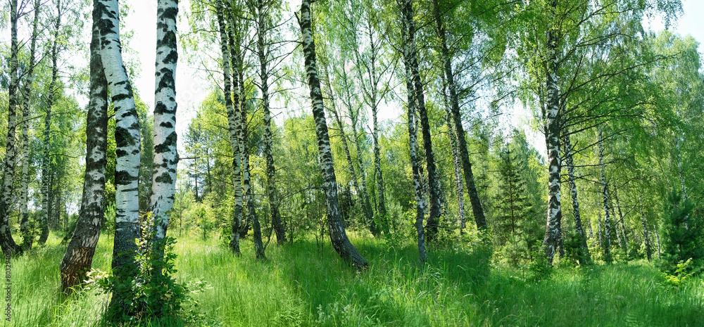 Obraz premium birch trees forest, summer nature background. Beautiful rustic landscape with green foliage birches and white-black trunks. International Day of Forests, environment, ecology concept. banner