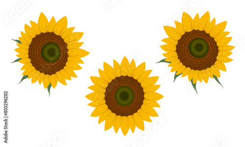 Sunflower flower vector set. flat design vector illustration isolated on white background.
