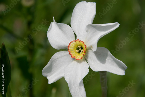 Blüte einer Narzisse