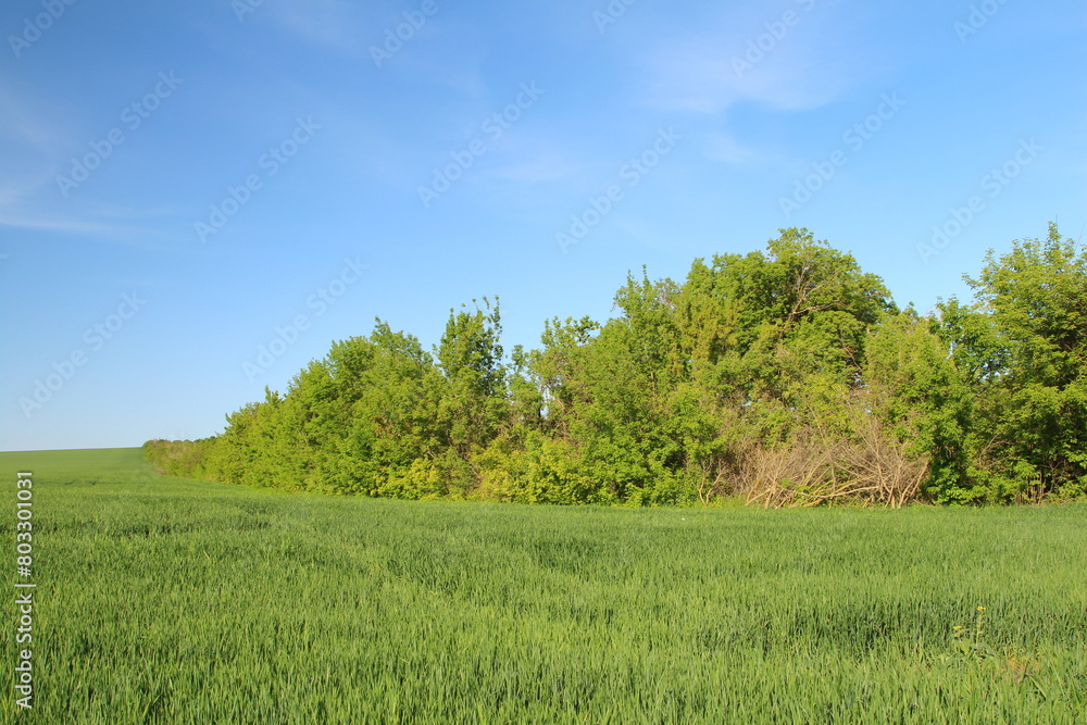 Fototapeta premium A grassy field with trees in the background