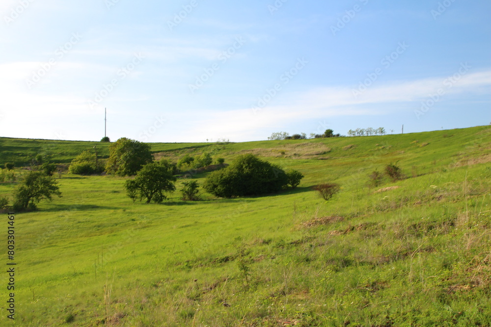 Obraz premium A grassy field with trees