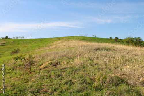 A grassy field with trees in the background