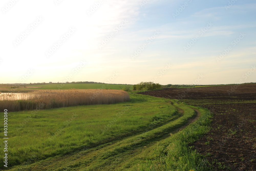 Obraz premium A field with grass and trees