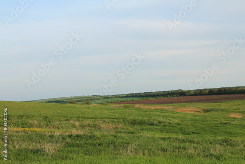 A field of grass