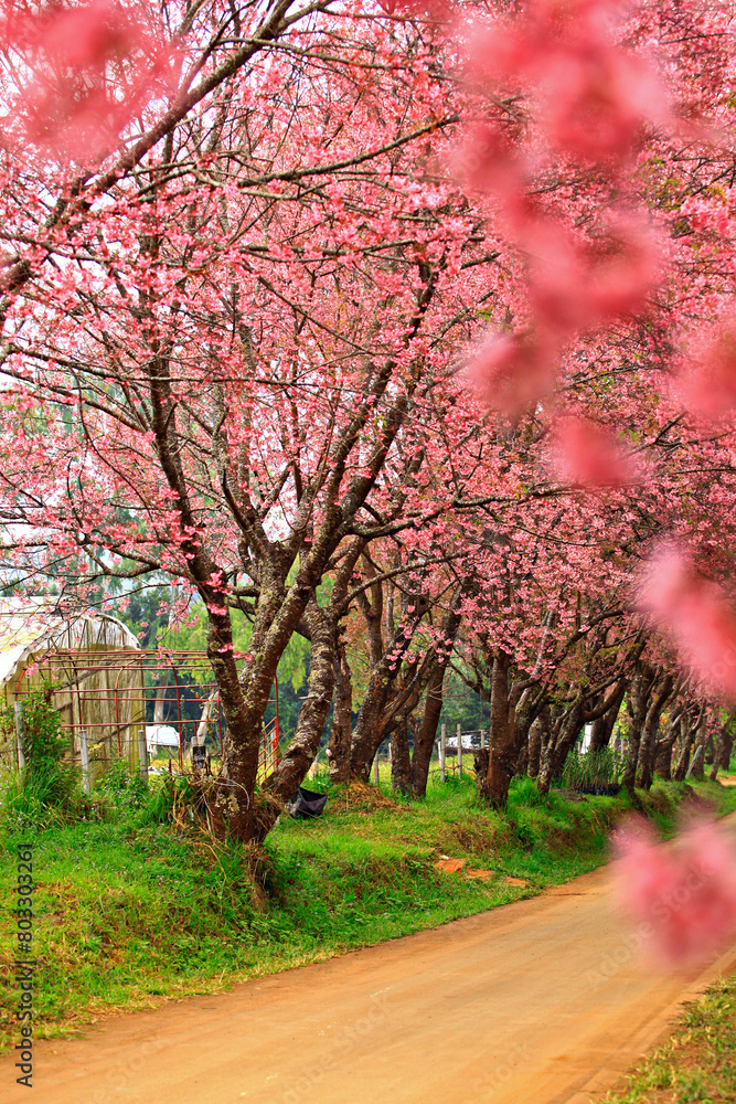 Wild himalayan cherry blooming at Khun Wang Royal Project in Chiang mai, Thailand 