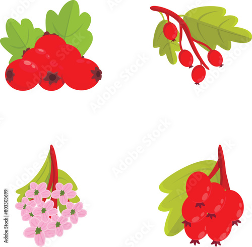 Hawthorn icons set cartoon vector. Red berry and flower of hawthorn. Nature, medical plant © nsit0108