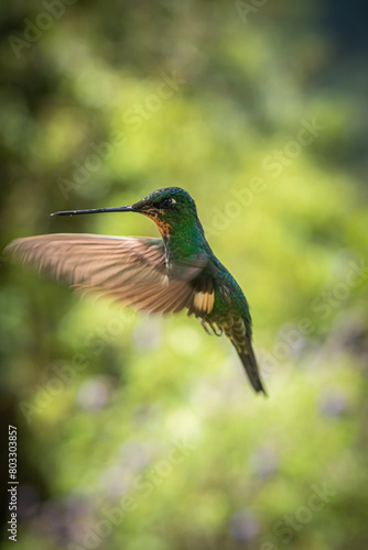 Colibri en el aire, bosque nublado, Choco andino Provincia de Pichincha