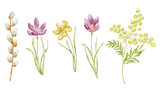 Set of Watercolor Spring Flowers. Illustration.