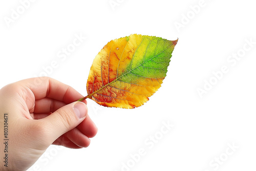 hand holding autumn leaf