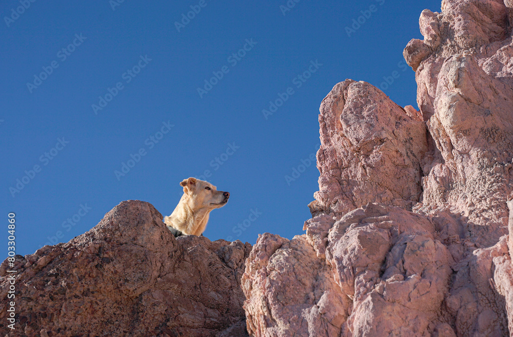 dog posing on a mountain of seven colors
