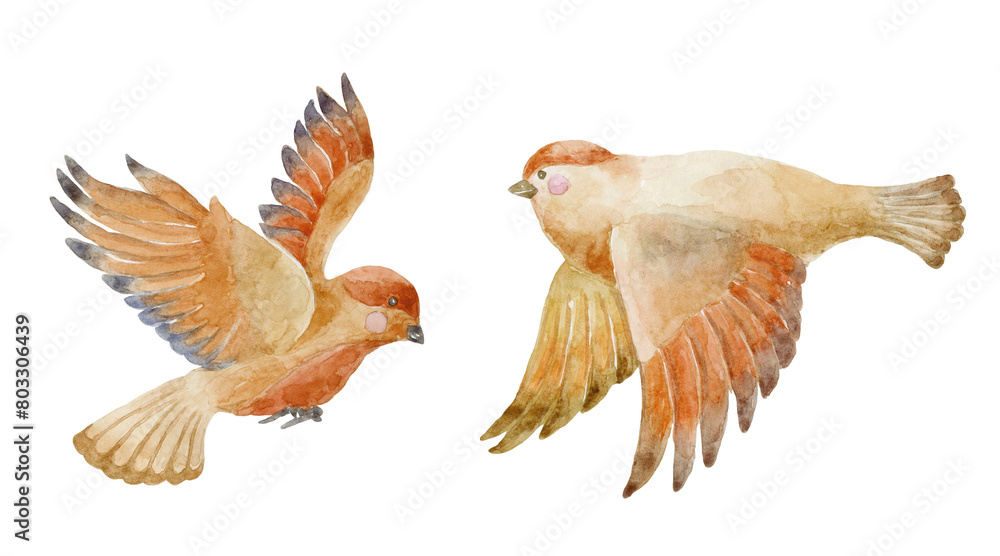 Obraz premium Set of Watercolor Sparrows. Illustration.