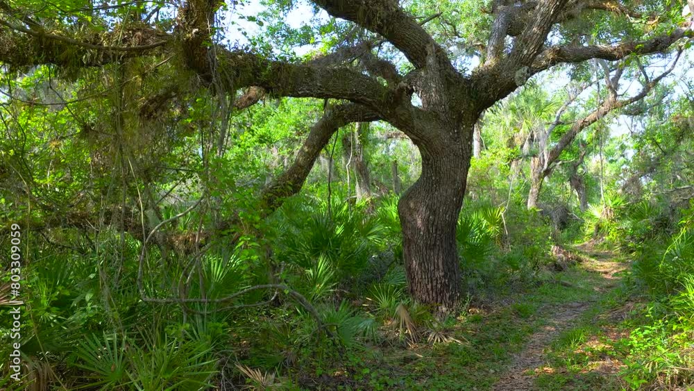 Tropical jungles with green palm trees and wild vegetation in southern Florida. Dense rainforest ecosystem Tropical jungles with green palm trees and wild vegetation in southern Florida. Dense rainforest ecosystem