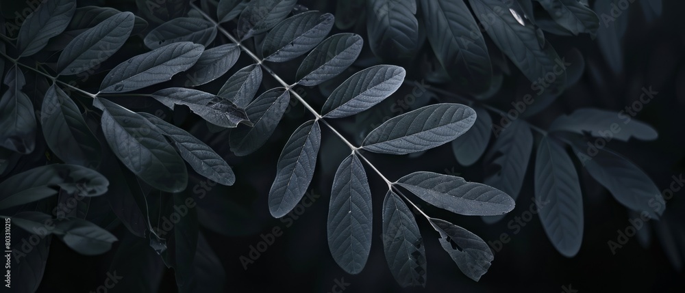 Serenity in the Trees: A Stunning View of Ailanthus Altissima Leaves in a Peaceful Forest Setting
Serenity in the Trees: A Stunning View of Ailanthus Altissima Leaves in a Peaceful Forest Setting