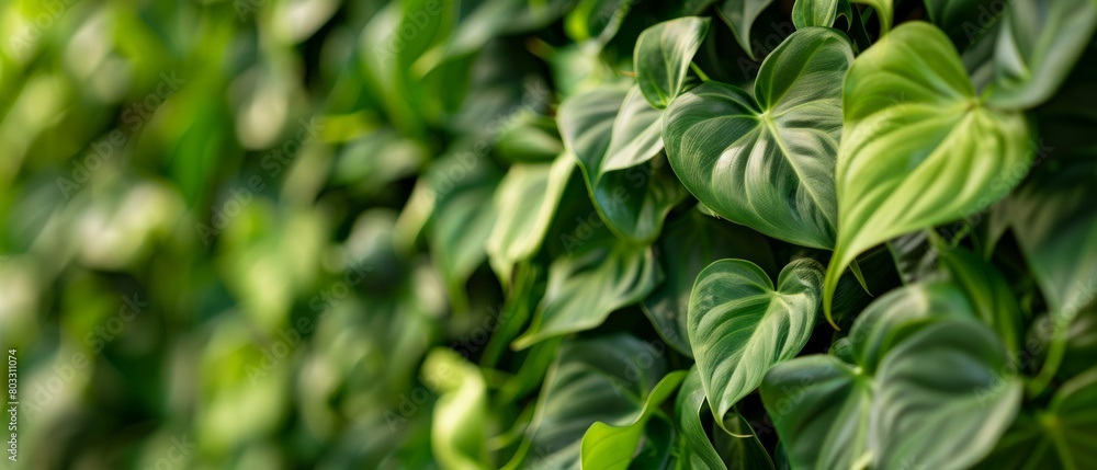 Lush Botanical Cascade: Captivating Philodendron burle-marxii Leaves for Nature-Themed Designs
Lush Botanical Cascade: Captivating Philodendron burle-marxii Leaves for Nature-Themed Designs