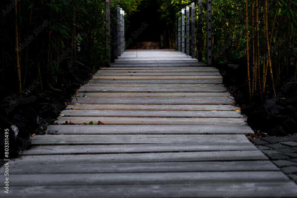 boardwalk in the forest boardwalk in the forest