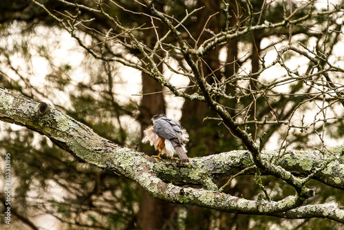Hawk Stretching on a Branch