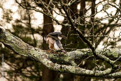 Hawk Stretching on a Branch