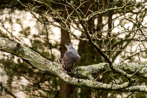 Hawk Stretching on a Branch