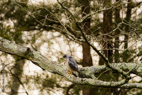 Hawk Stretching on a Branch